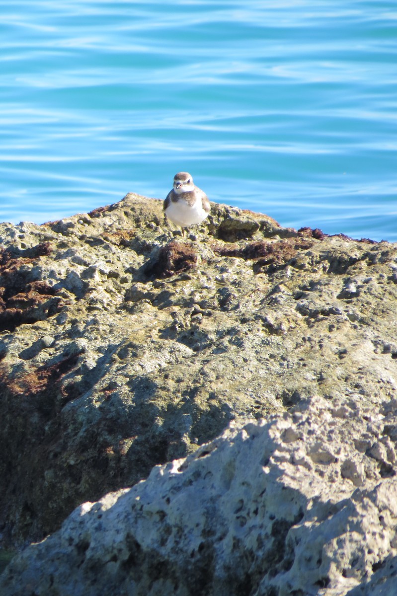Semipalmated Plover - ML614616732