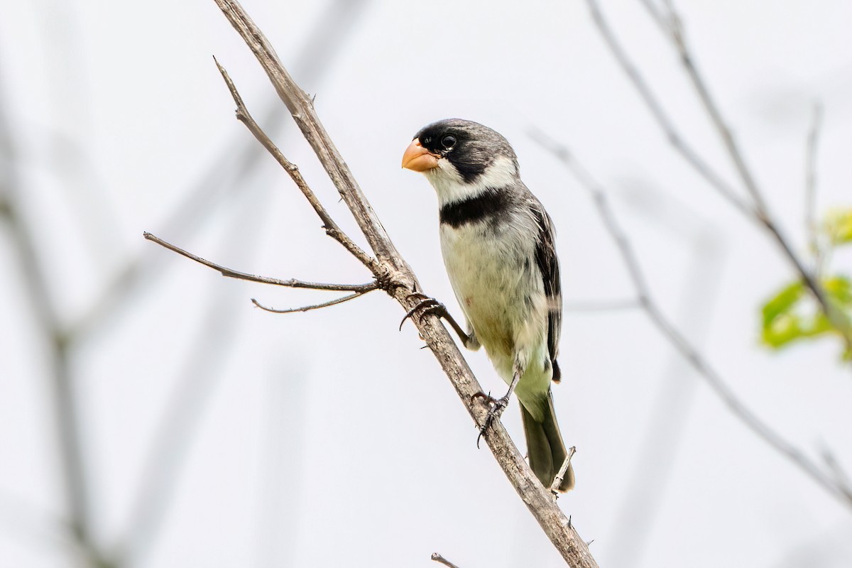 White-throated Seedeater - Hanna Zhao