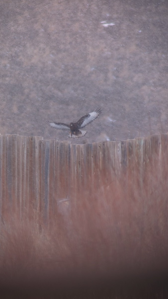 Red-tailed Hawk (Harlan's) - Dick Filby