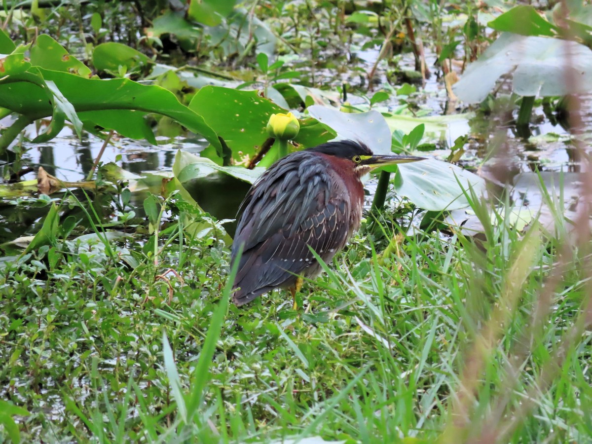 Green Heron - ML614616846