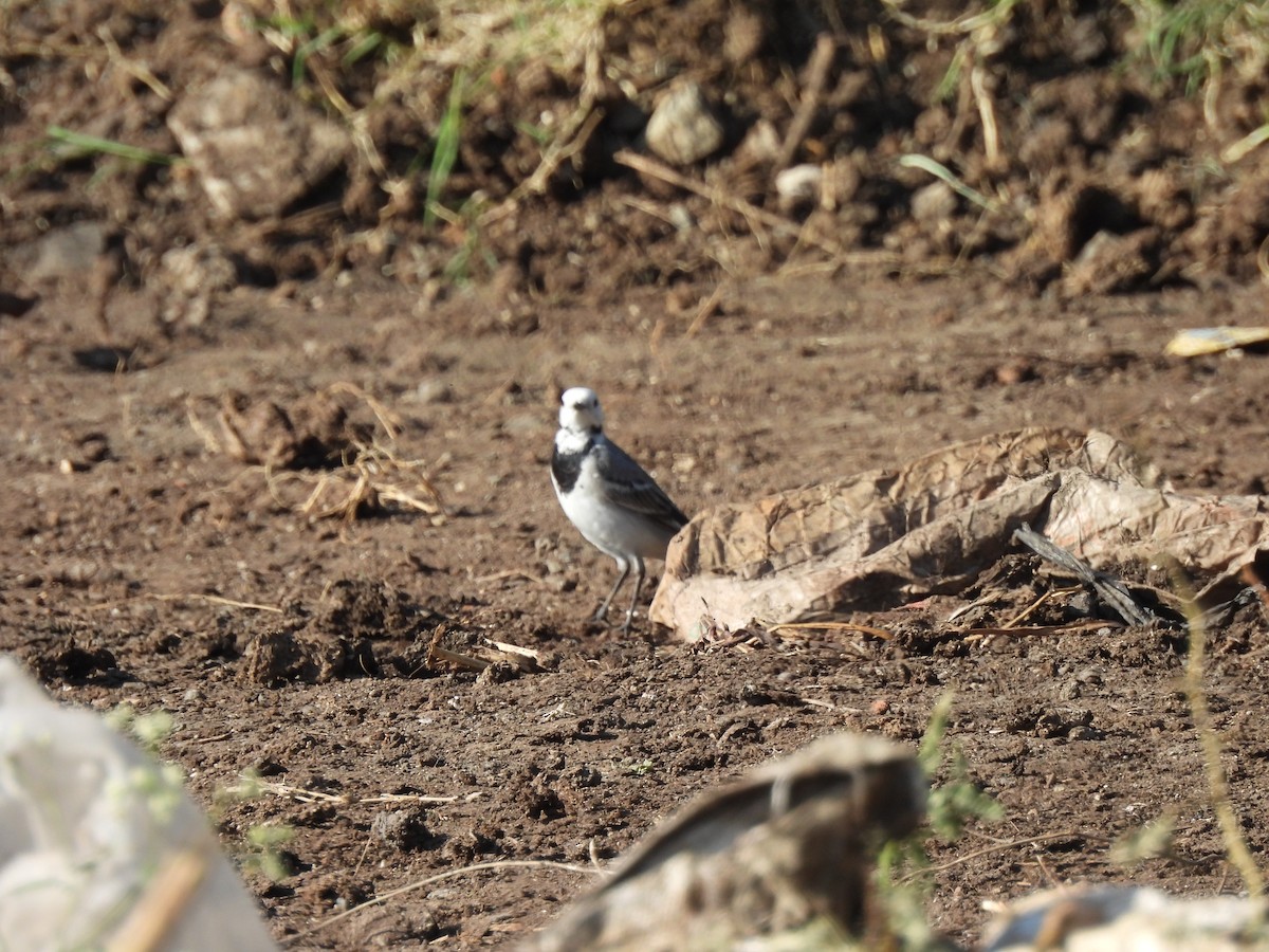 White Wagtail - ML614616889