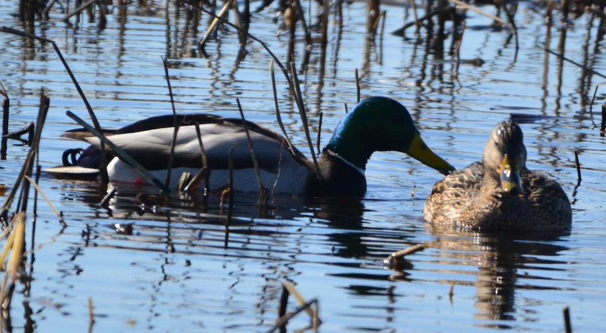 Canard colvert - ML614616981