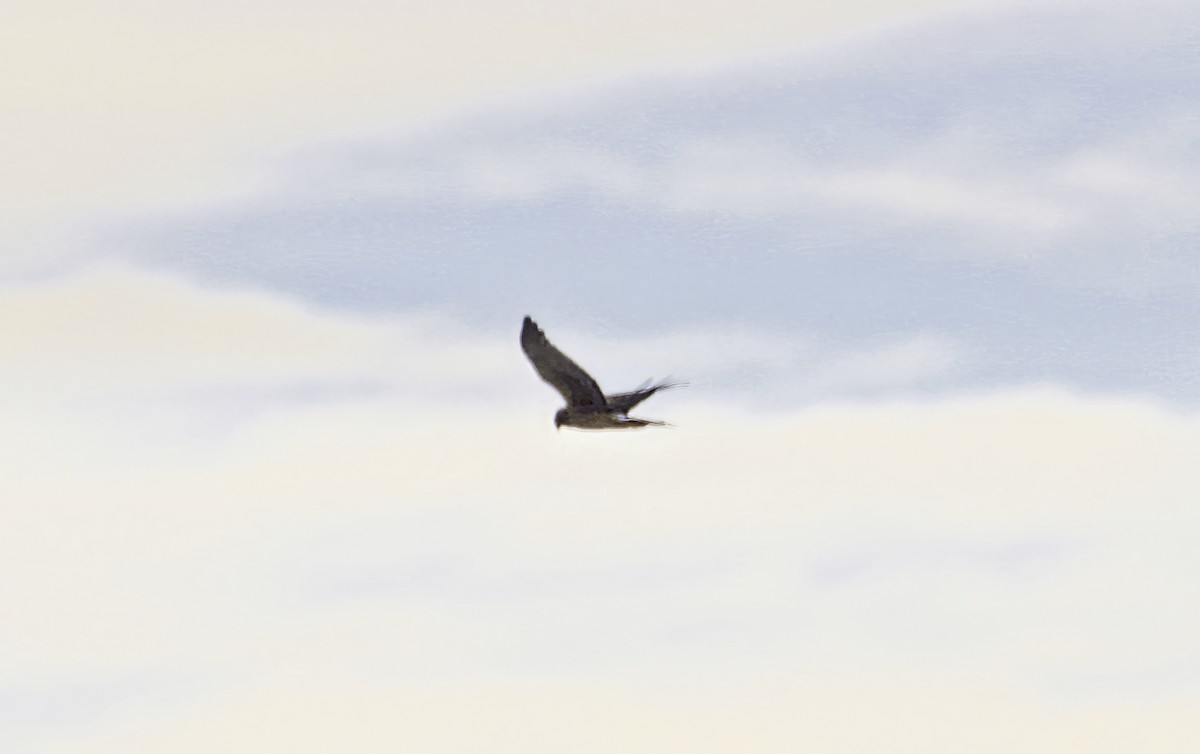 Northern Harrier - Douglas Hall