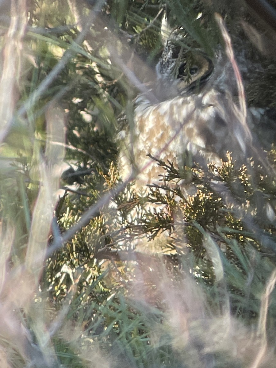 Long-eared Owl - Bill Lafley