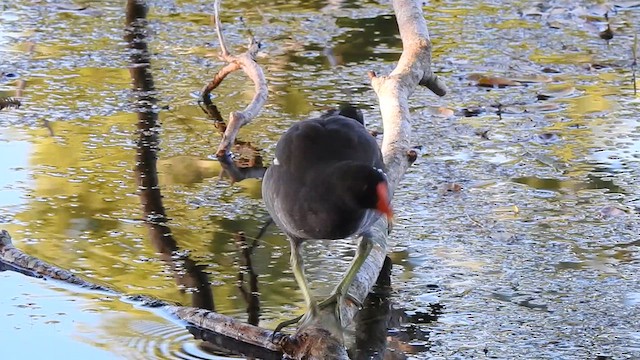 Gallinule d'Amérique - ML614617148