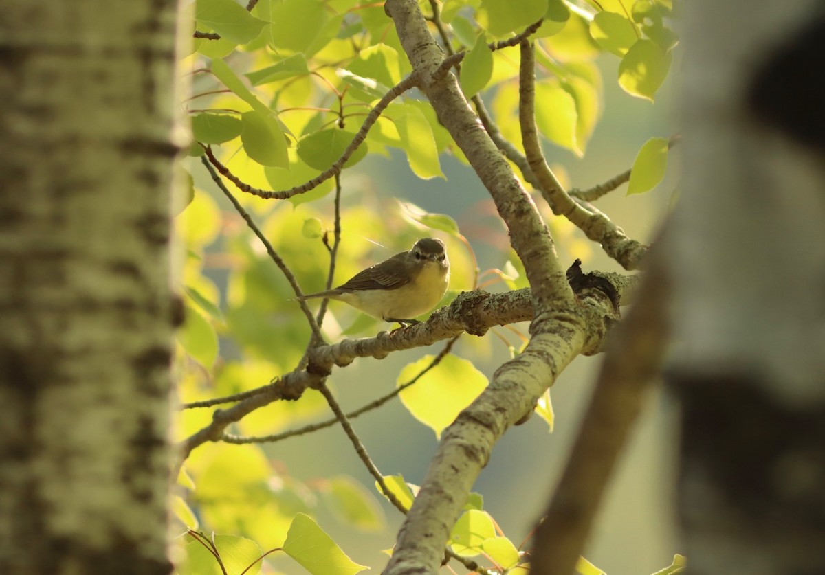 Philadelphia Vireo - ML614617159