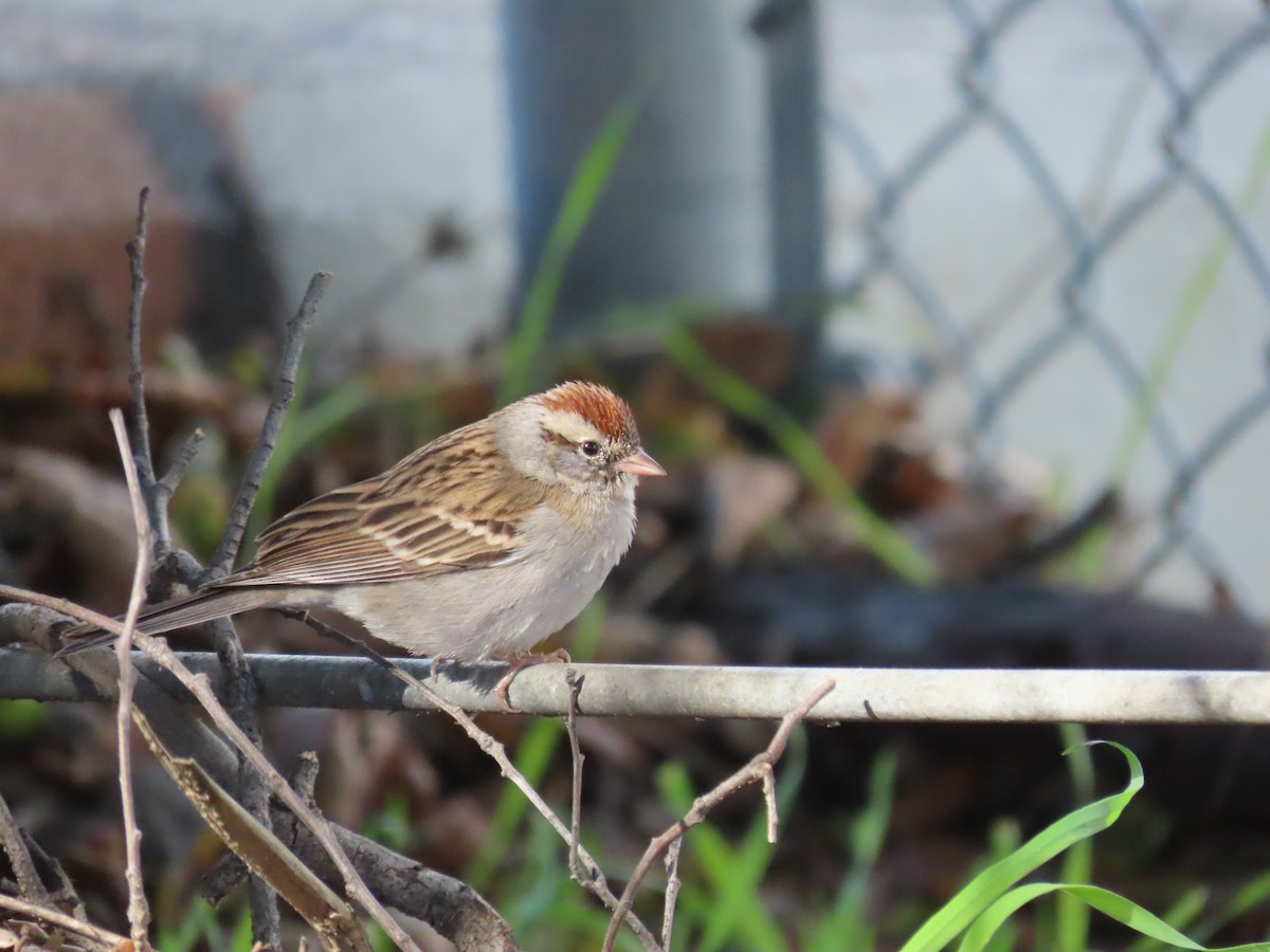 Chipping Sparrow - ML614617179