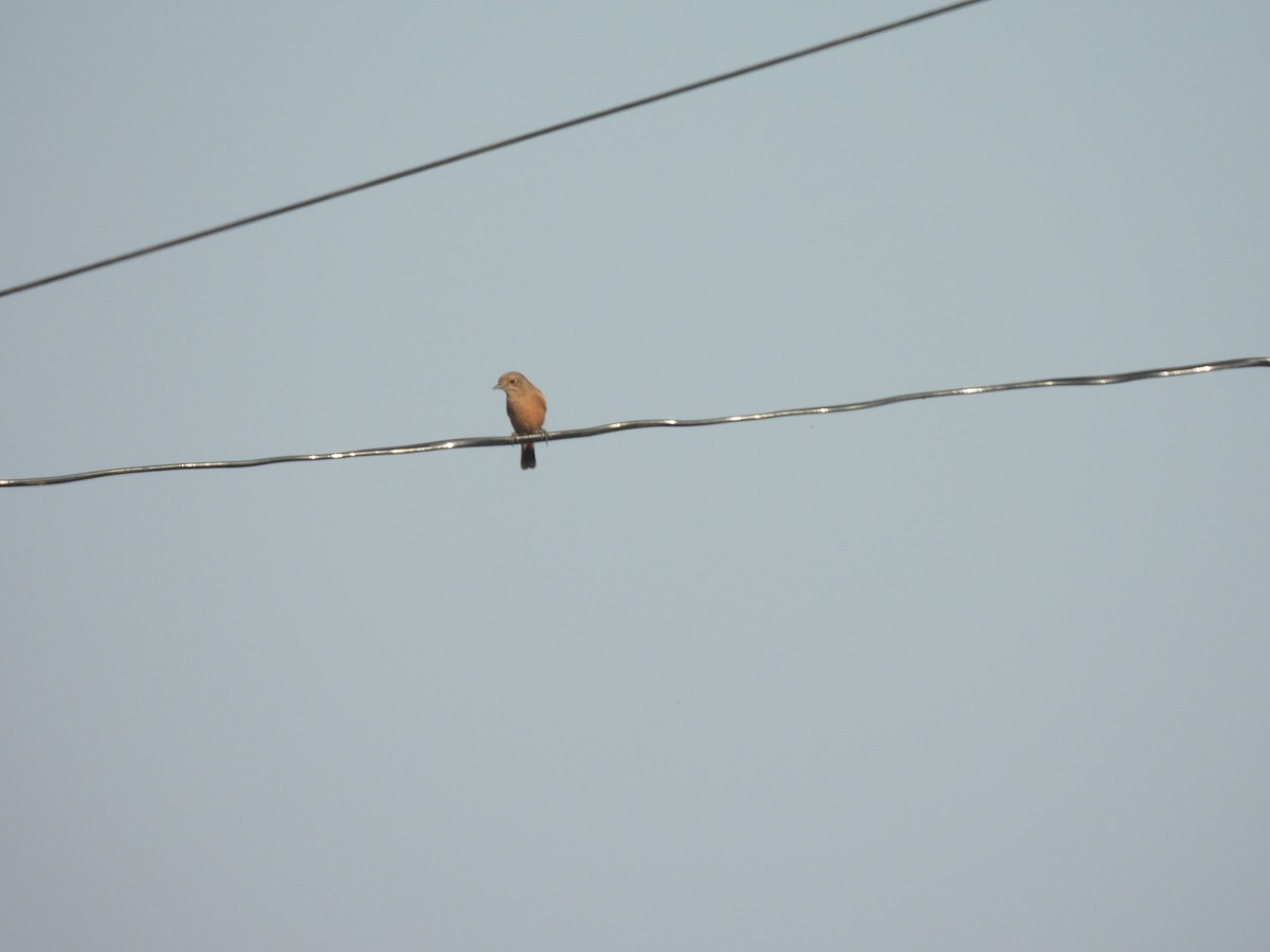 Pied Bushchat - ML614617182