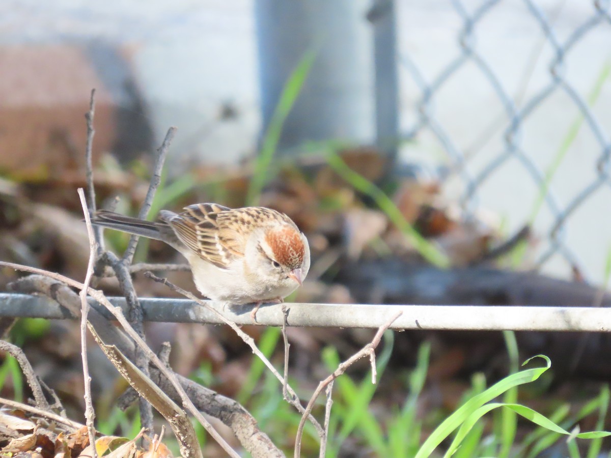 Chipping Sparrow - ML614617224