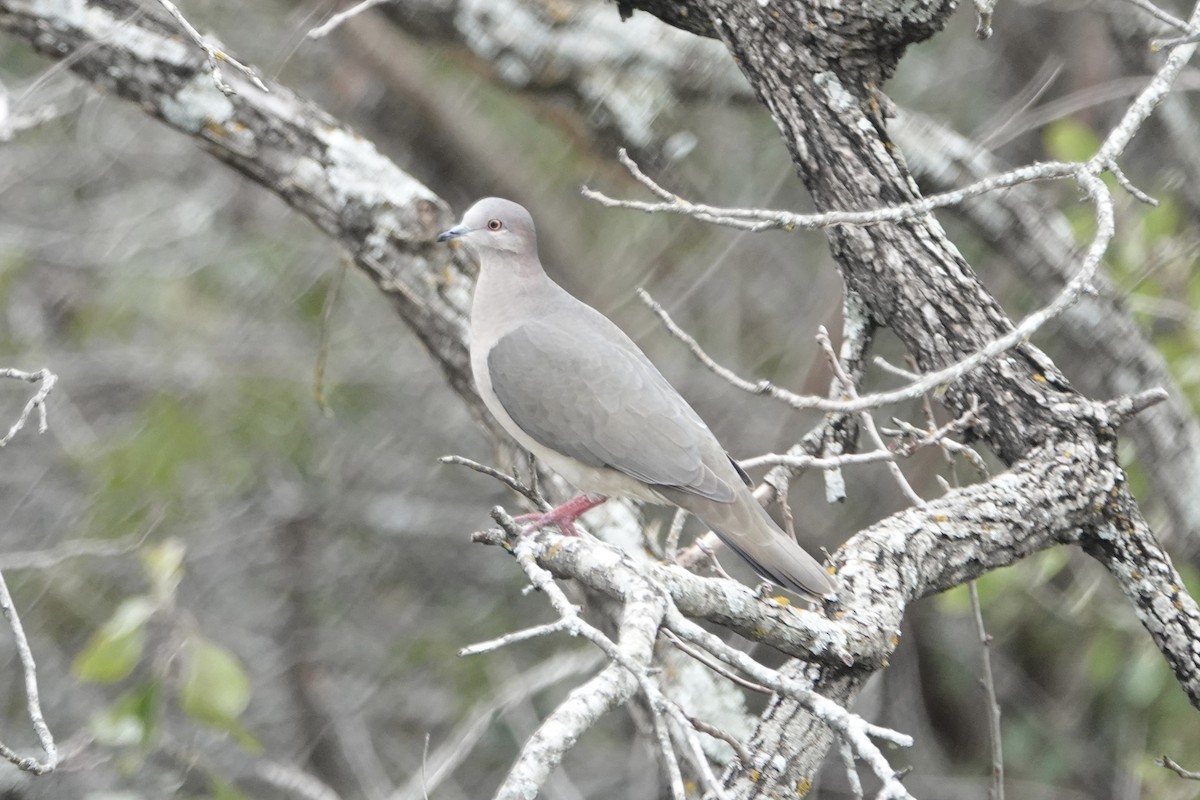 White-tipped Dove - Andy & Ellen Filtness