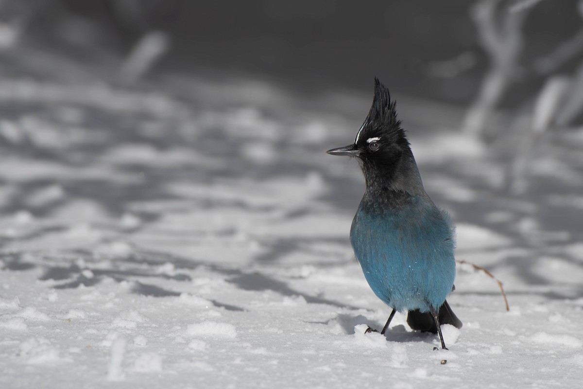 Steller's Jay (Southwest Interior) - ML614617285