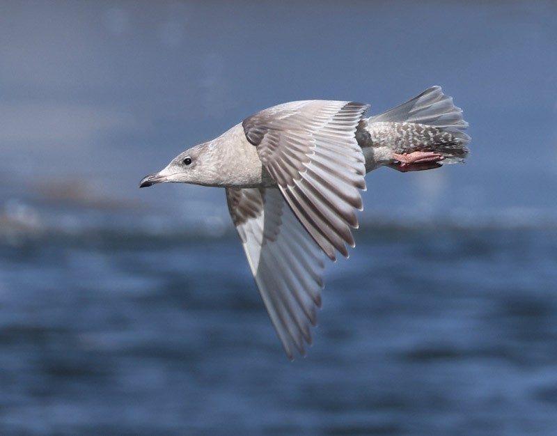 Iceland Gull - ML614617379