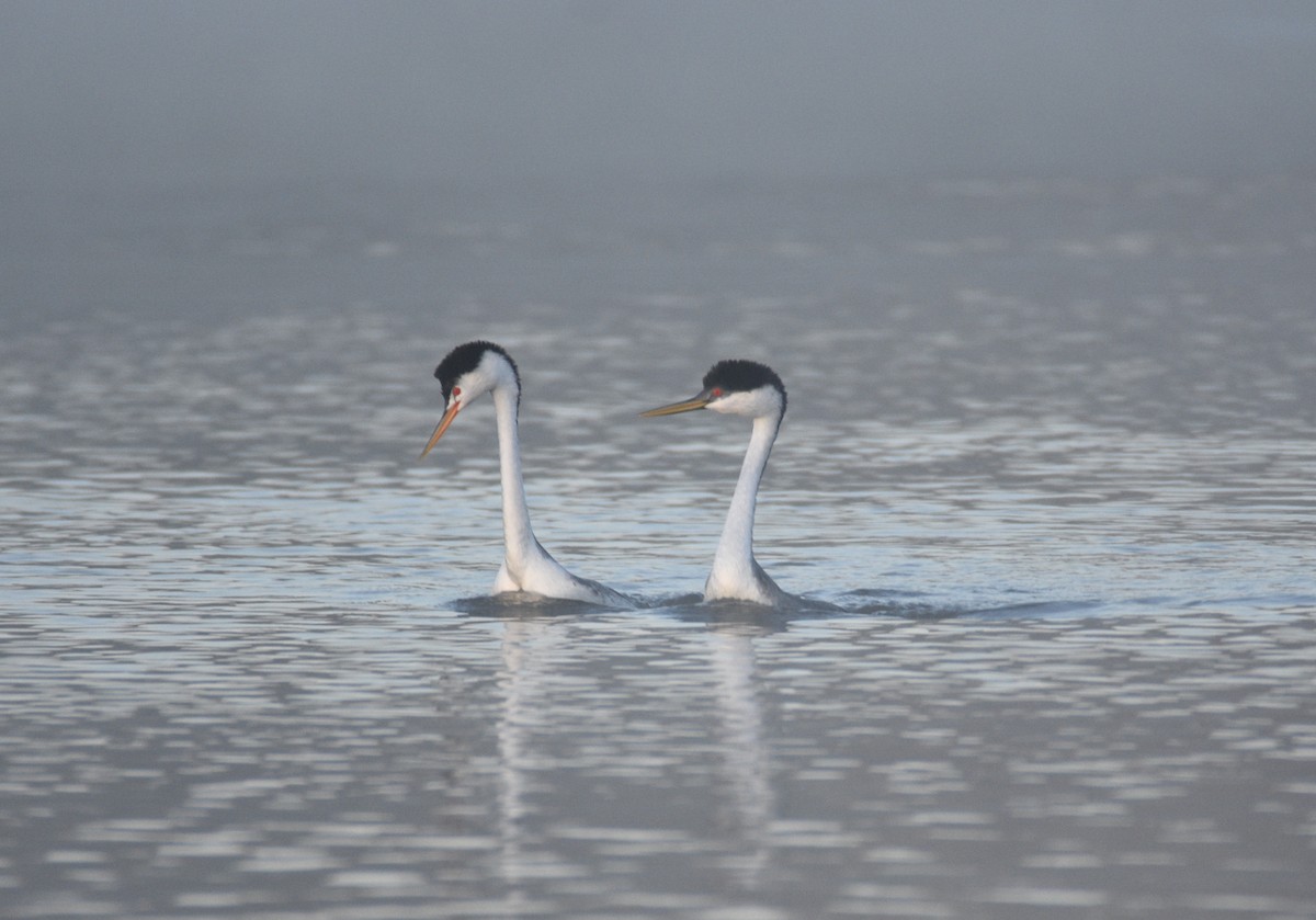 Clark's Grebe - ML614617388