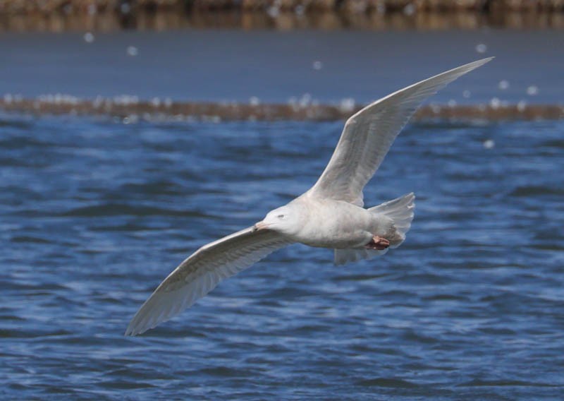 Glaucous Gull - ML614617442