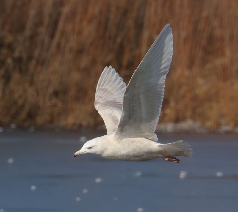 Glaucous Gull - ML614617443