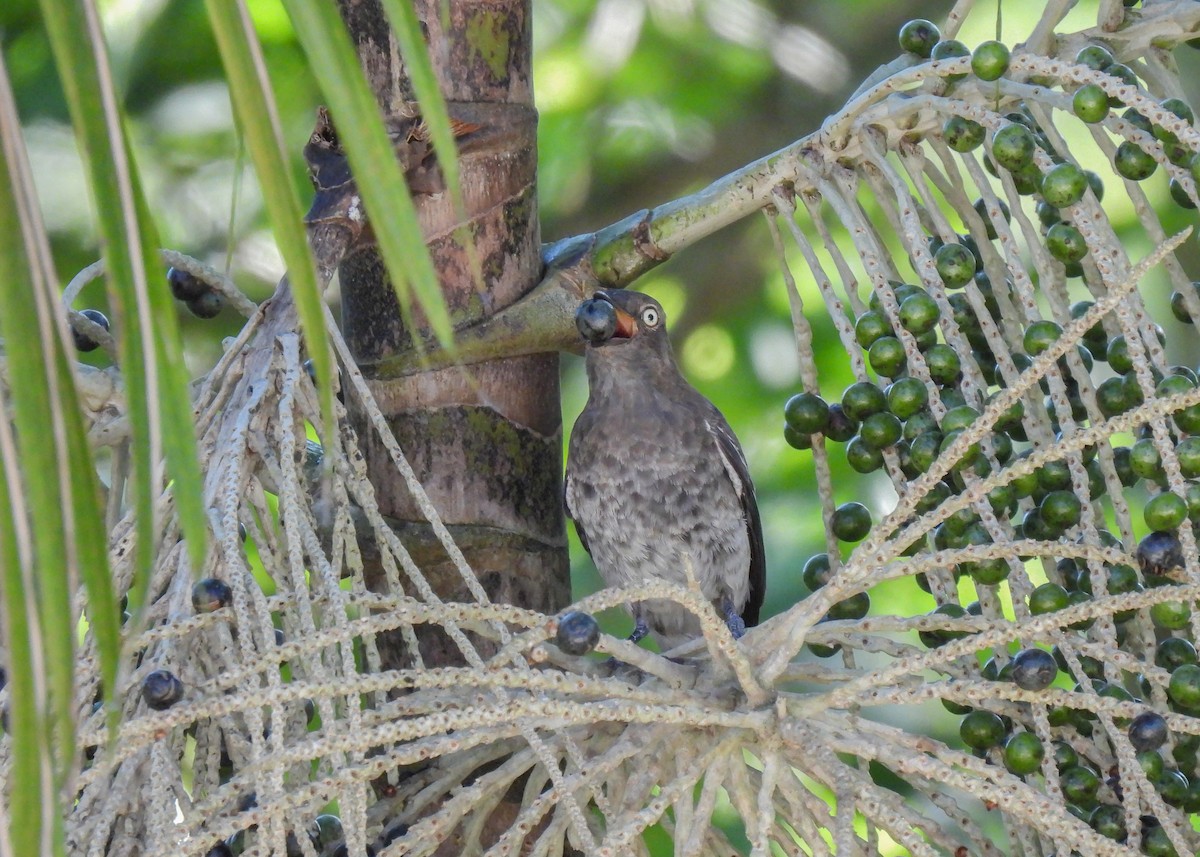 Cotinga porphyrion - ML614617531