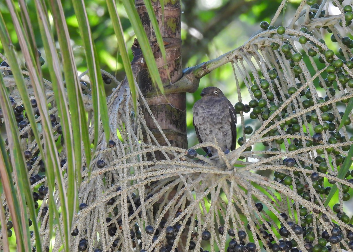 Cotinga porphyrion - ML614617532