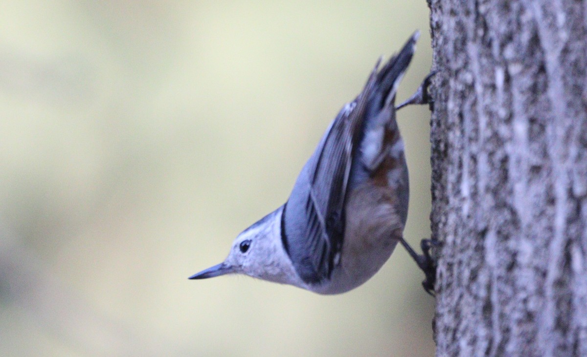 White-breasted Nuthatch - ML614617549