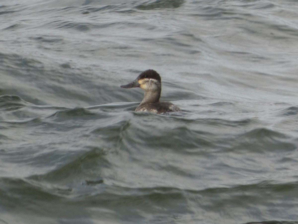 Ruddy Duck - ML614617596