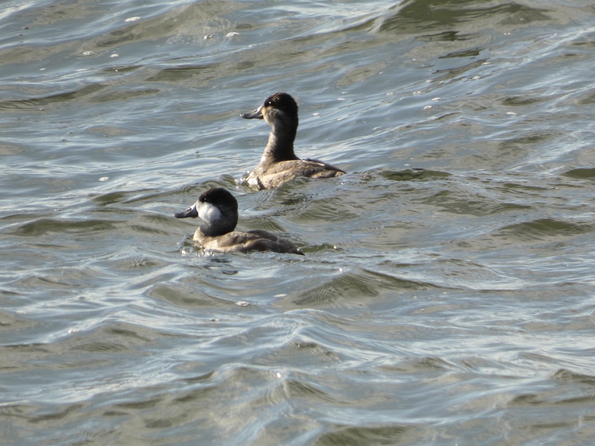 Ruddy Duck - ML614617597