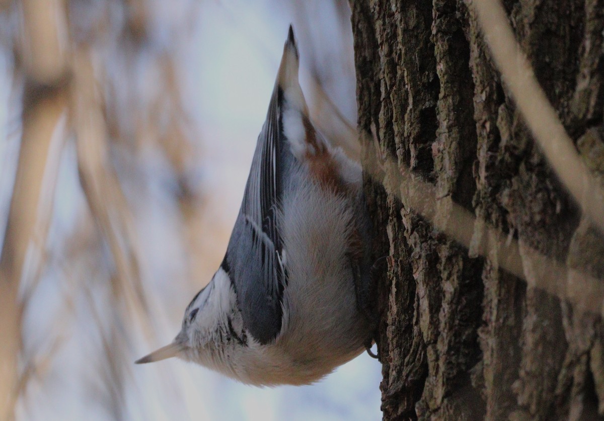 White-breasted Nuthatch - ML614617615