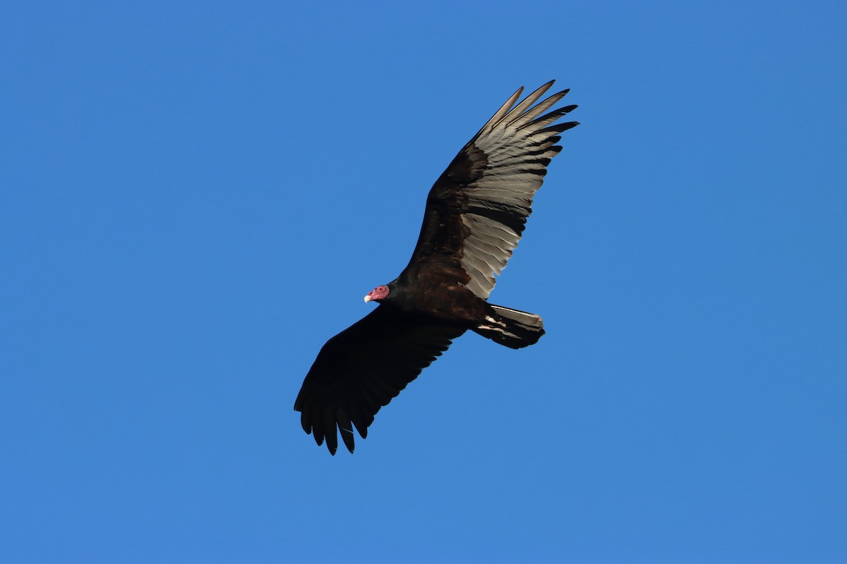 Turkey Vulture - ML614617628