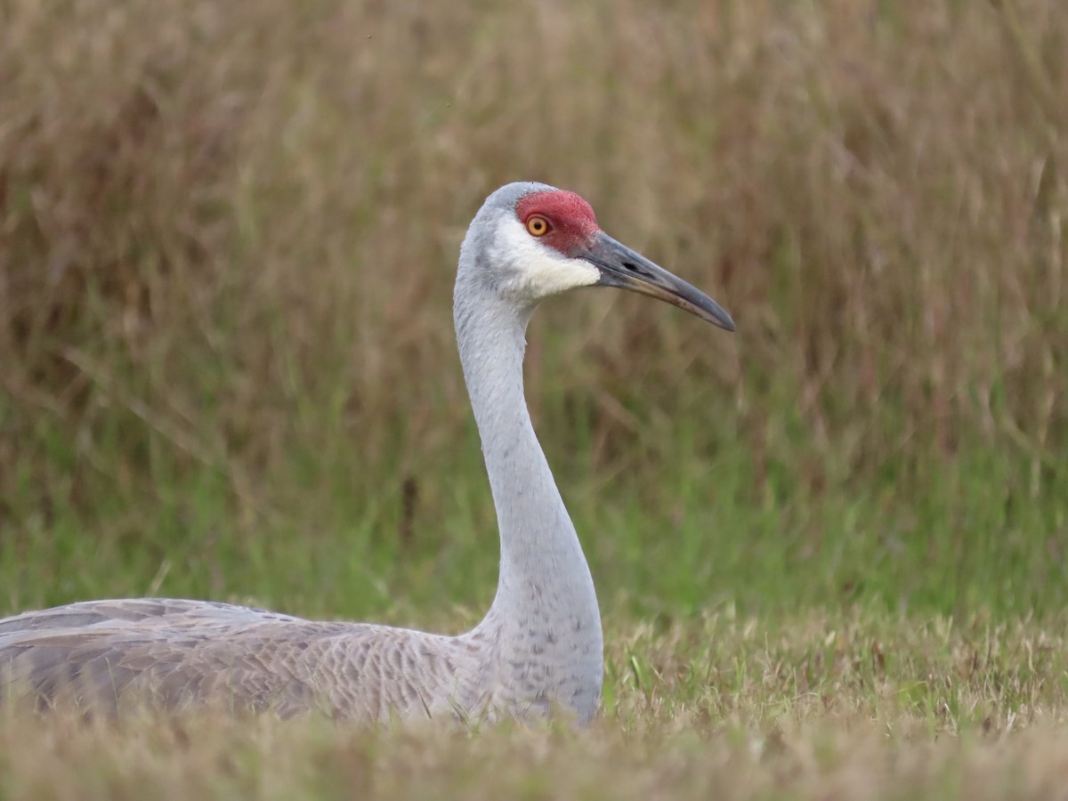 Sandhill Crane - ML614617635