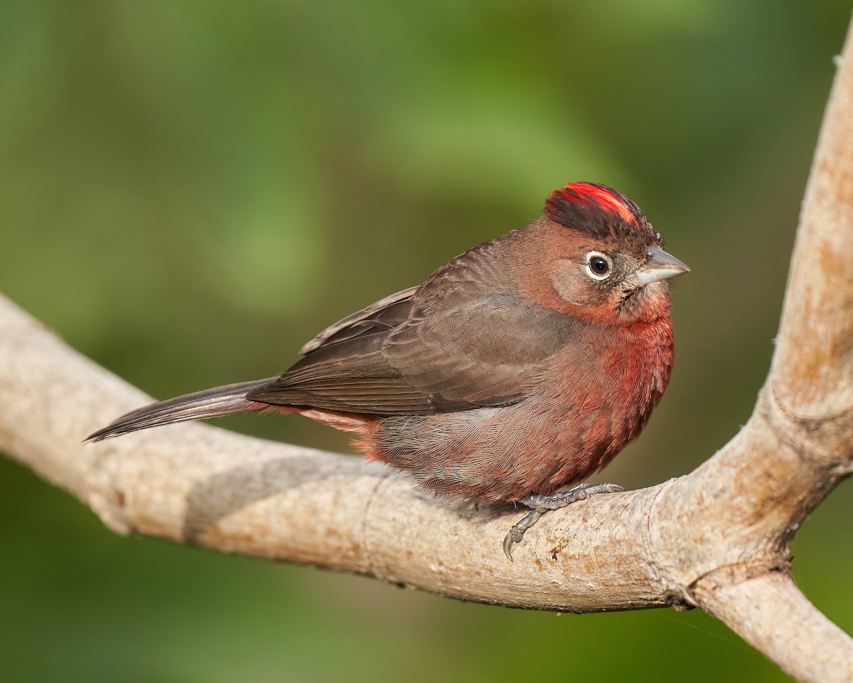 Red-crested Finch - Leonardo Guinez