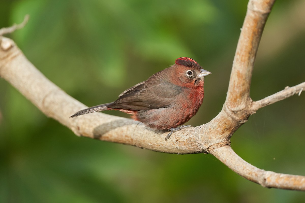 Red-crested Finch - Leonardo Guinez