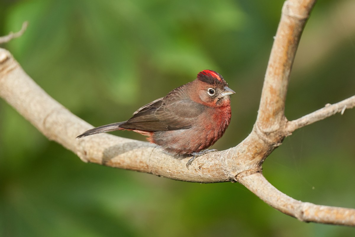 Red-crested Finch - Leonardo Guinez