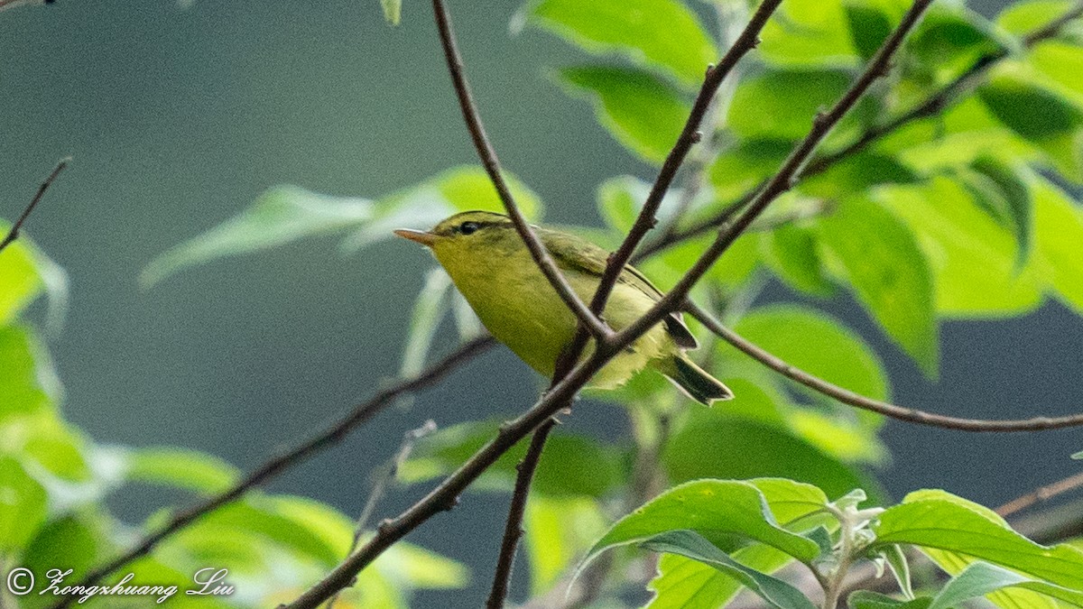 Limestone Leaf Warbler - ML614617753