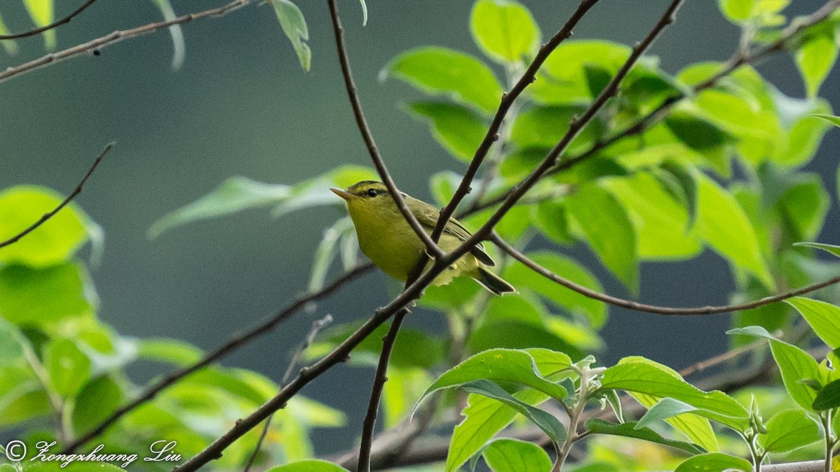 Limestone Leaf Warbler - ML614617754