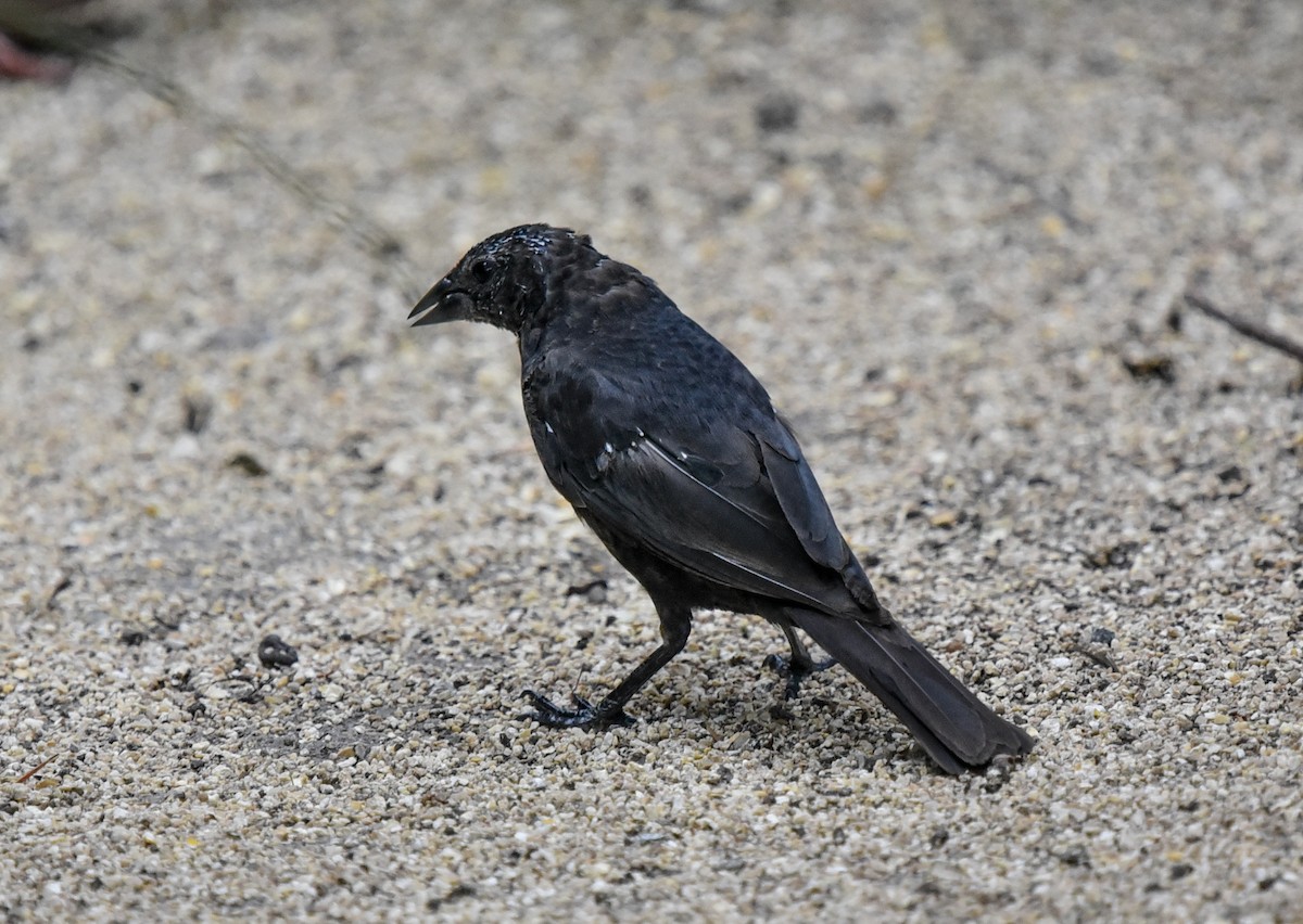 Shiny Cowbird - Bruce Wedderburn