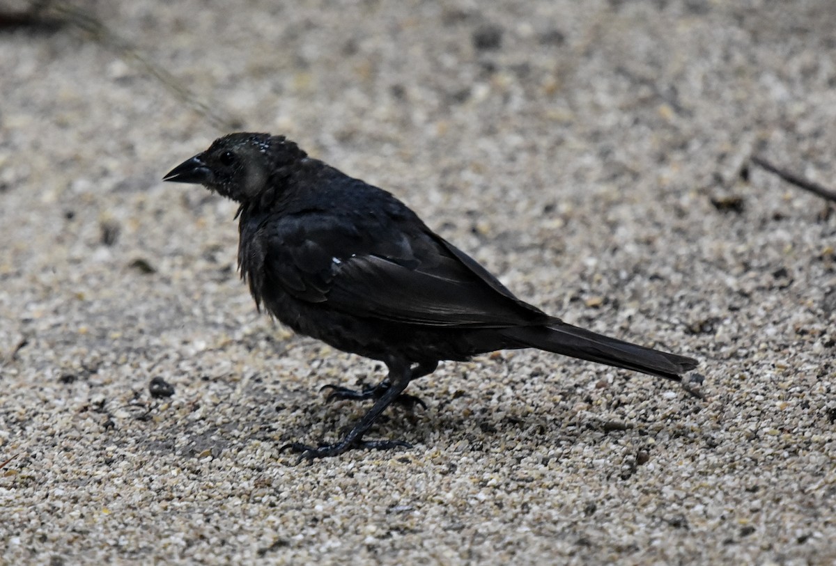 Shiny Cowbird - Bruce Wedderburn