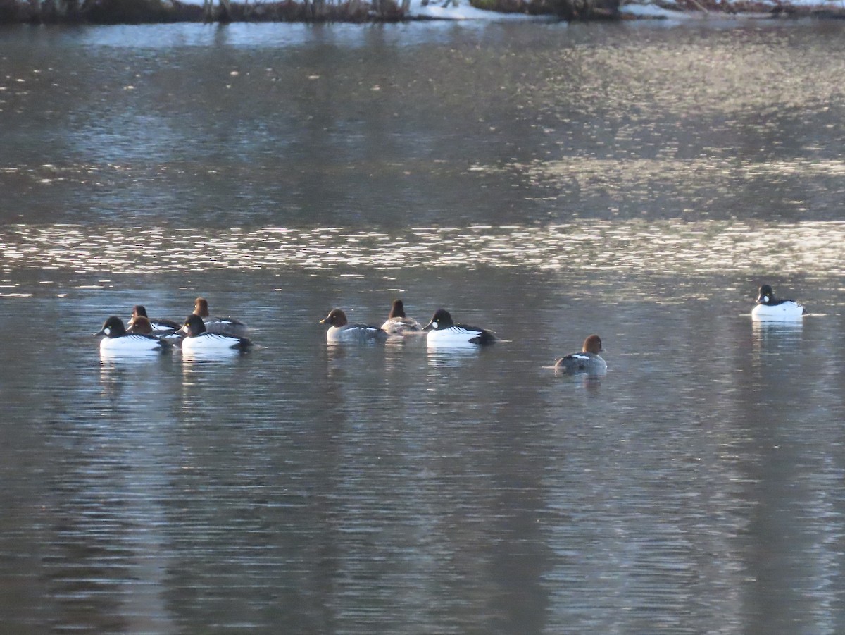 Common Goldeneye - ML614617774