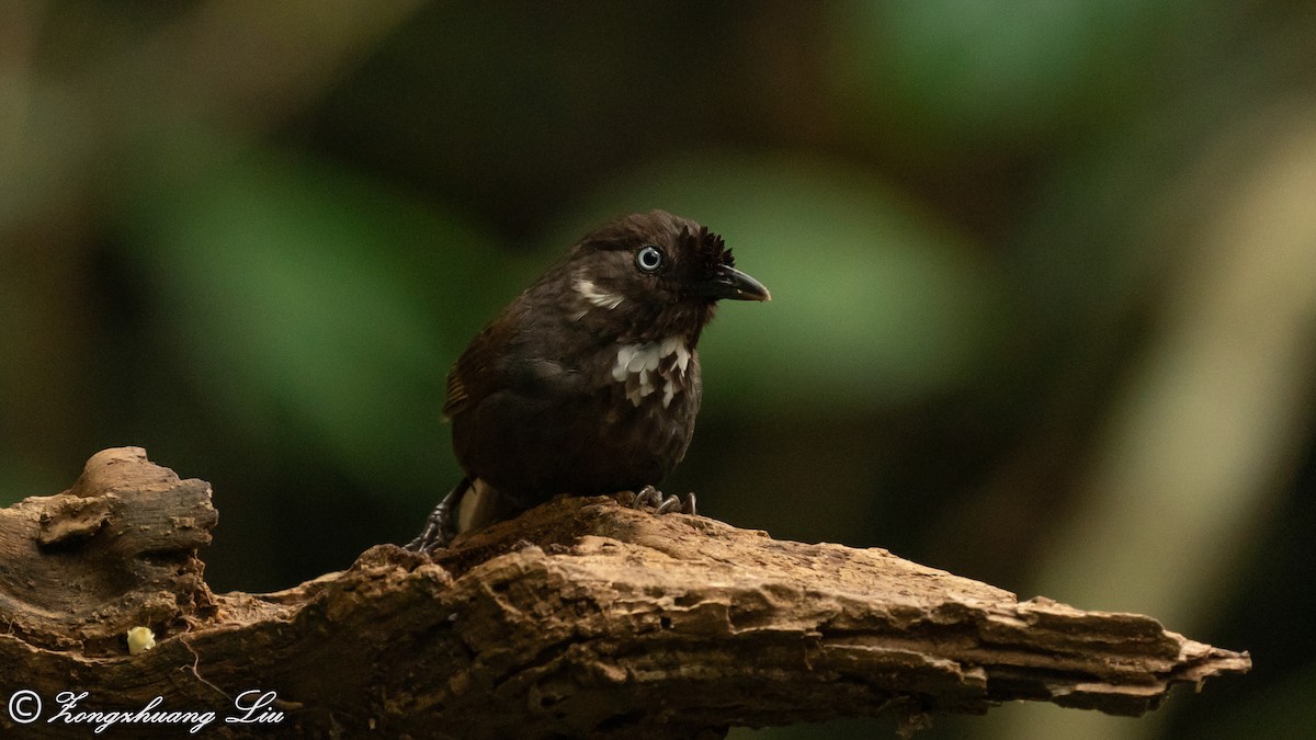 Nonggang Babbler - ML614617786