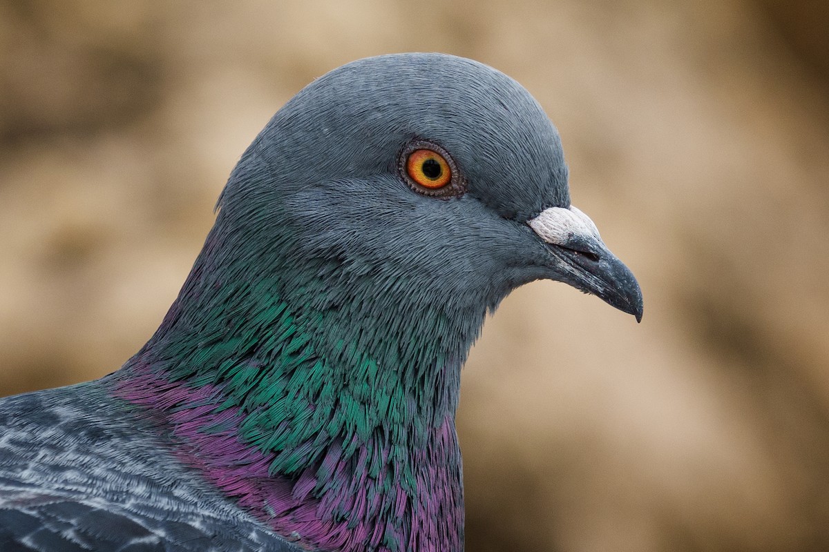 Pigeon biset (forme domestique) - ML614617788
