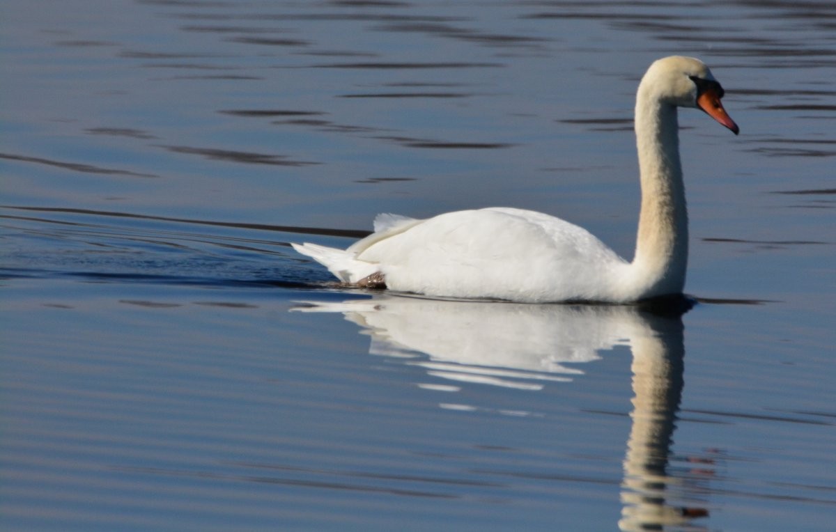 Cygne tuberculé - ML614617811