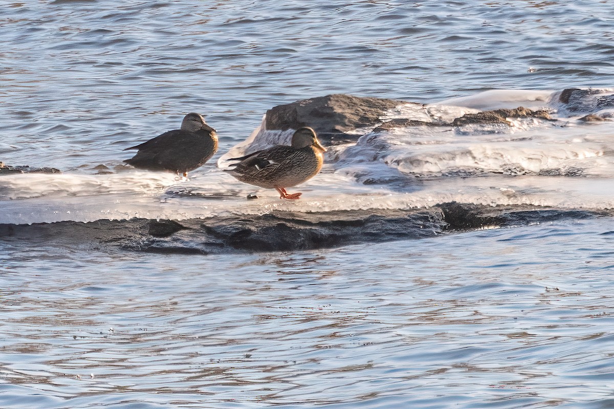 American Black Duck - ML614617840