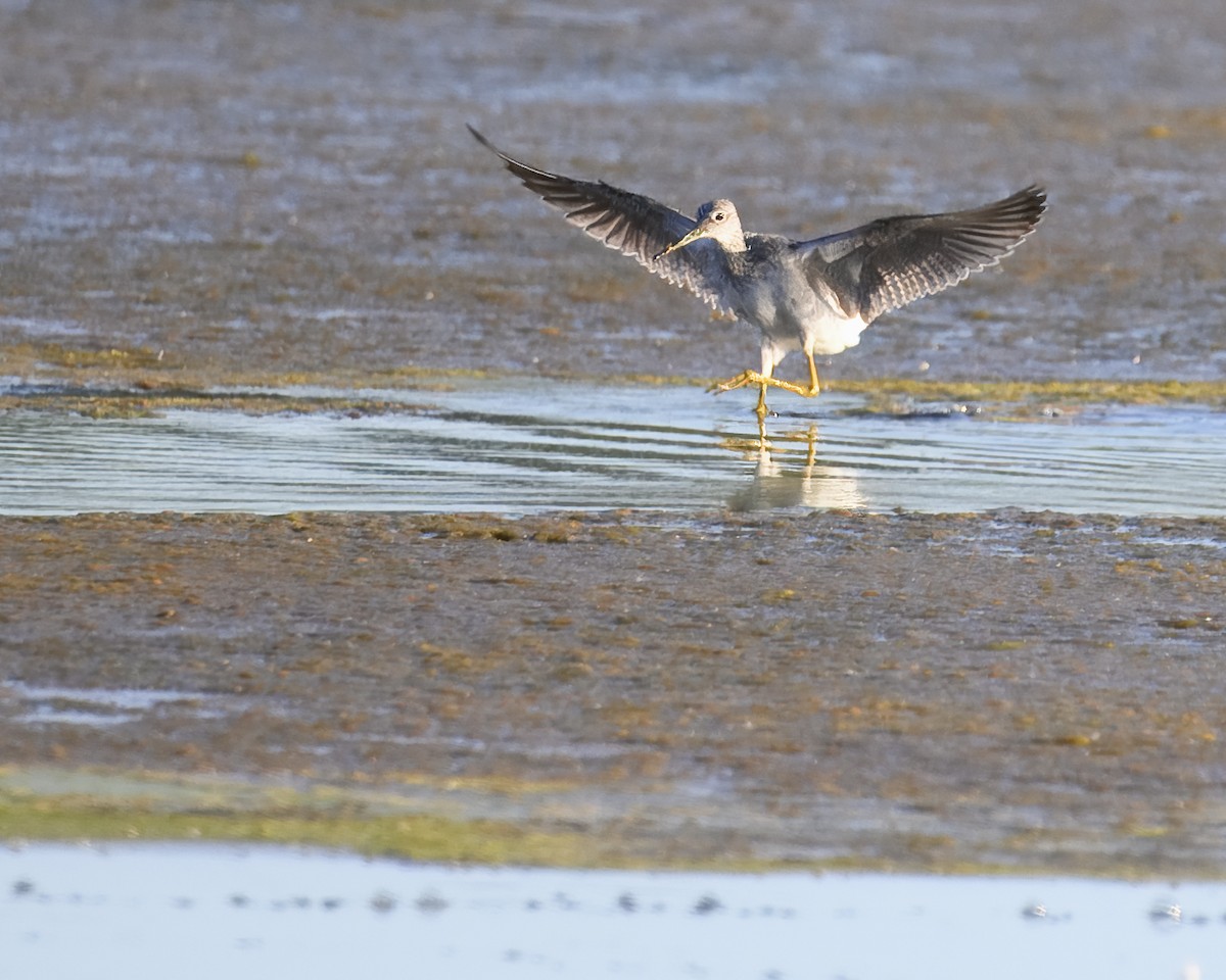 Greater Yellowlegs - ML614617882