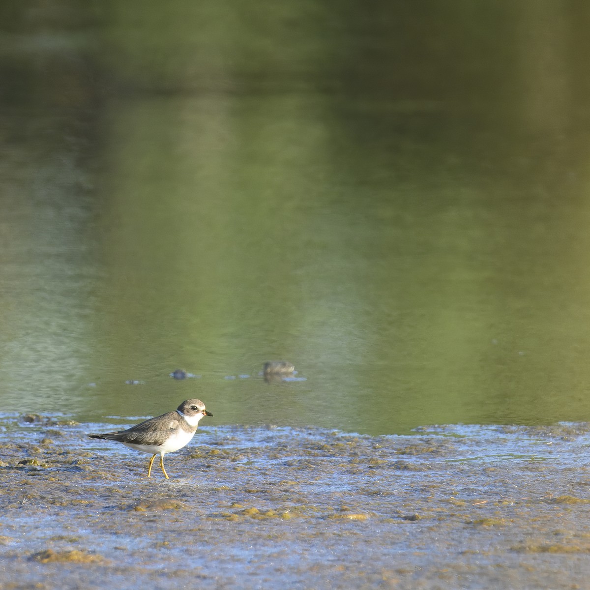 Semipalmated Plover - ML614617923