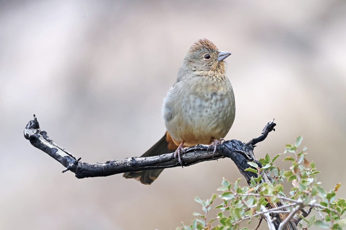 Canyon Towhee - ML614617953