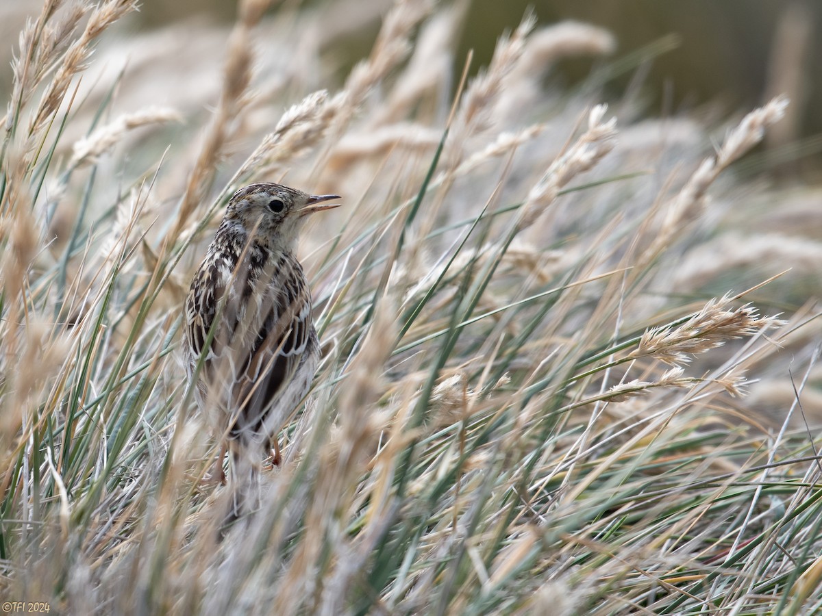 Correndera Pipit - ML614617969