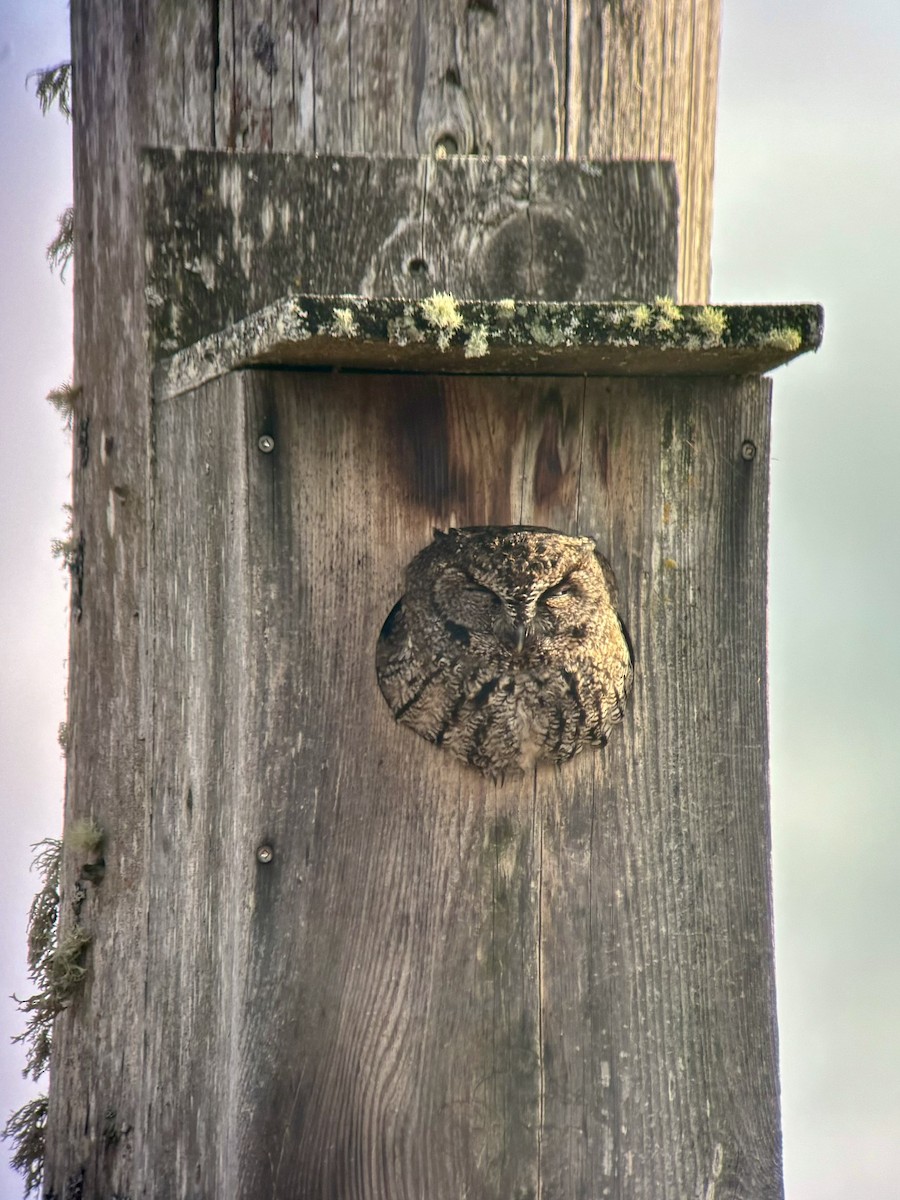 Western Screech-Owl - ML614617999