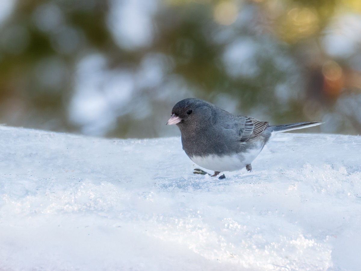 Junco Ojioscuro - ML614618055