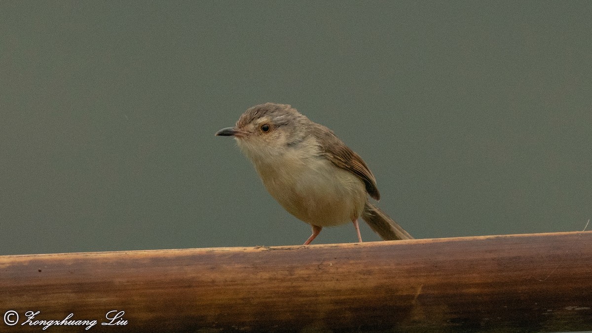 Prinia simple - ML614618059