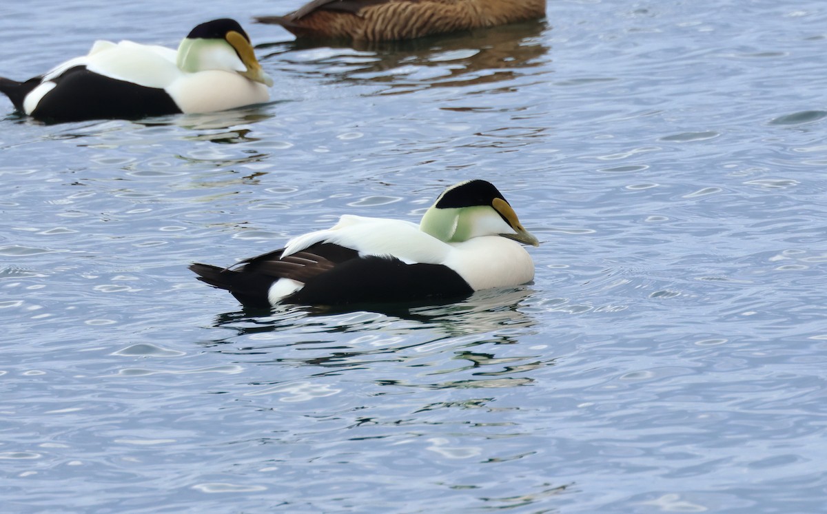 Eider arrunta - ML614618071