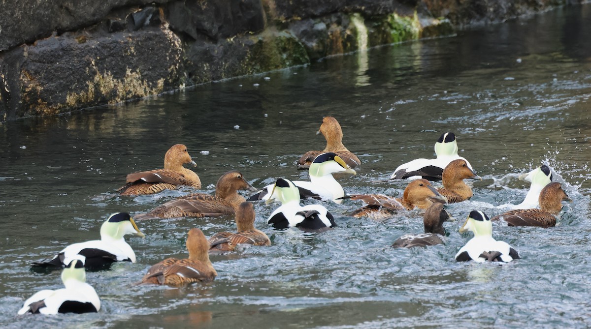 Common Eider - ML614618074