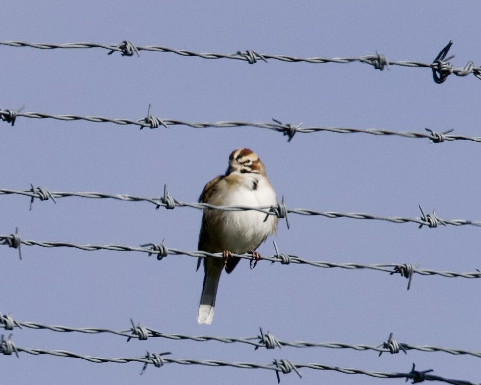 Lark Sparrow - ML614618075