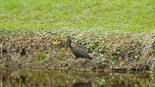 Glossy Ibis - ML614618111